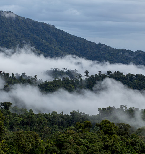 het mysterieuze nevelwoud in Mashpi