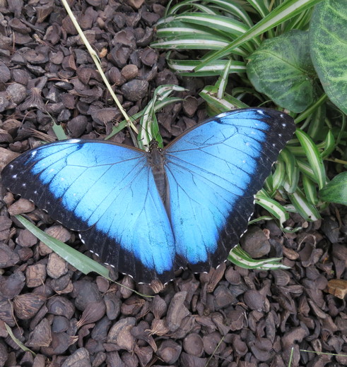 Blue Morpho vlinder in Mindo