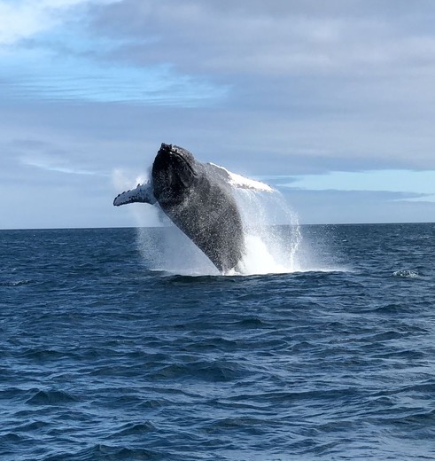 Ecuador-Puerto-Lopez-walvis