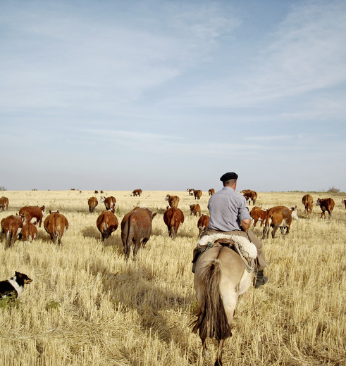 Finca Piedra is een unieke ervaring op een typisch Uruguayaans wijnlandgoed