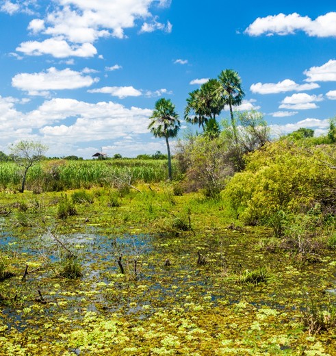 Wetlands-van-Esteros-del-Ibera-Argentinië