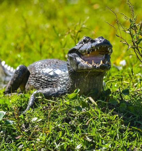 Krokodil in de wateren van Esteros del Iberá, Argentinië