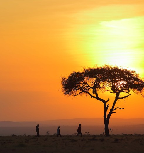 Geniet van de ondergaande zon bij Masai Mara, Kenia