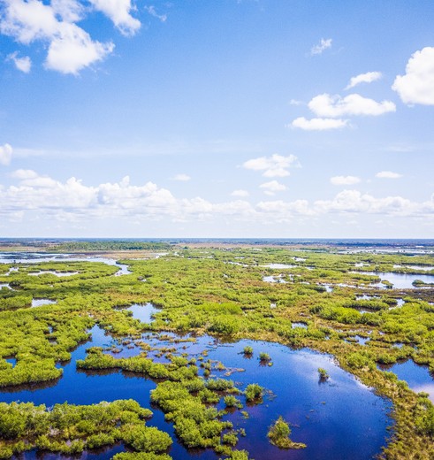 Het prachtige groene wetlands the Everglades