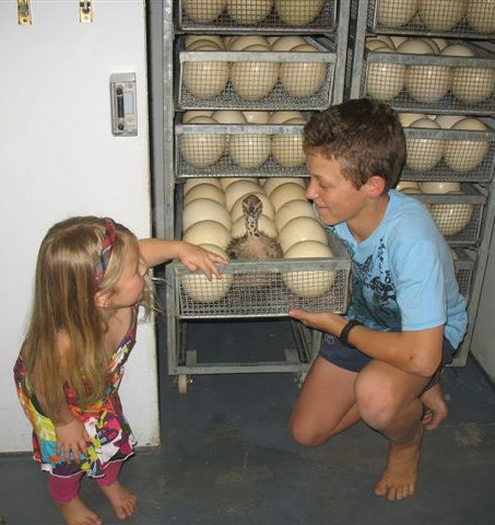 Rondleiding op de struisvogelboerderij