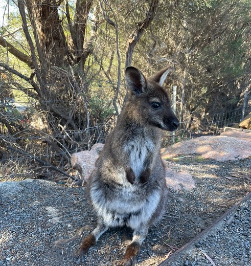 Wallaby in Freycinet N.P. Tasmanië, Australië