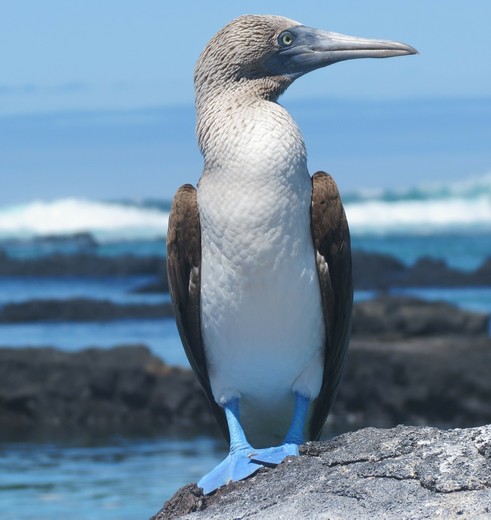 Blauwvoet Jan van Gent op de Galapagos Blauwvoet Jan van Gent op de Galapagos