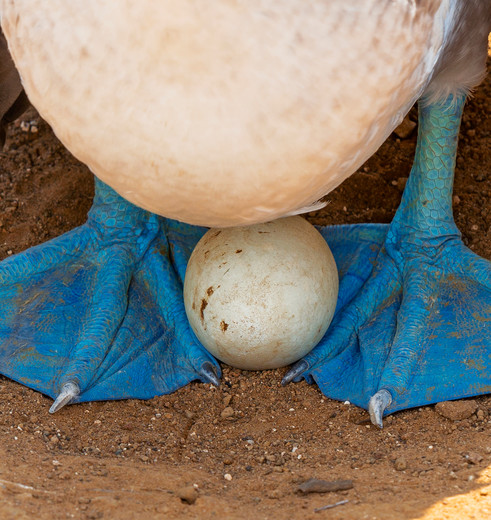 Een ei tussen de opvallende poten van de blue footed boobie, Galapagos Een ei tussen de opvallende poten van de blue footed boobie, Galapagos