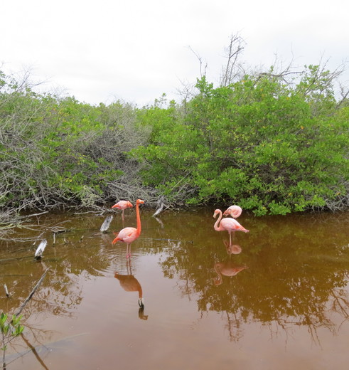 Kleurrijke flamingo’s in de wetlands op Isabela