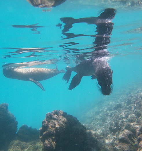 snorkel samen met speelse zeeleeuwen op Isabela