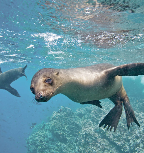 Speelse zeeleeuw tijdens het snorkelen bij Isabela, Galapagos