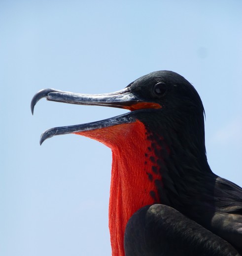 Fregatvogel met rode borst, Galapagos Fregatvogel met rode borst, Galapagos