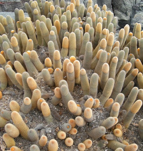 Cactussen in het landschap van de Galapagoseilanden Cactussen in het landschap van de Galapagoseilanden