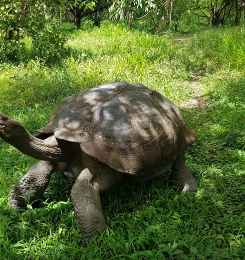 Landschildpad op Santa Cruz, Galapagos Landschildpad op Santa Cruz, Galapagos
