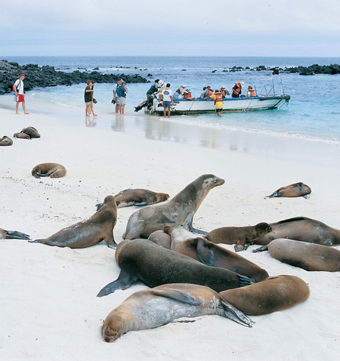 Zeeleeuwen op het strand van de Galapagos