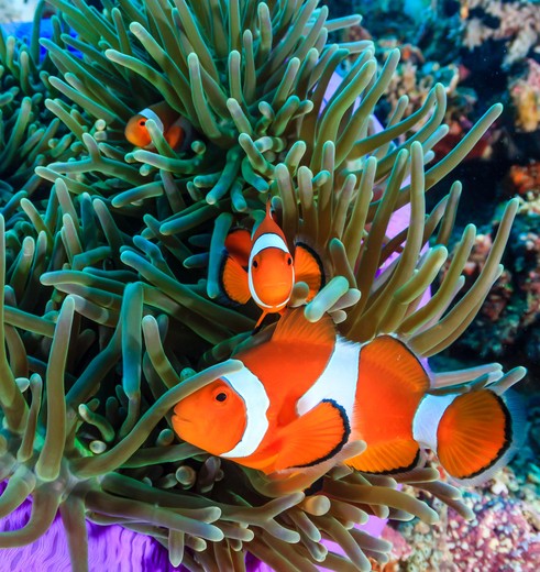 Nemo-visjes op Gaya Island, Maleisië