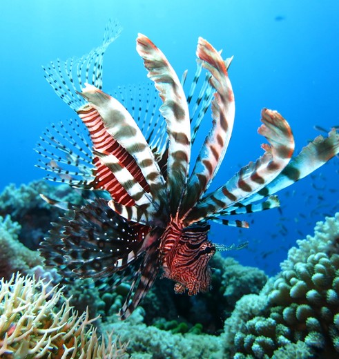 Gili-Meno-Lion-Fish