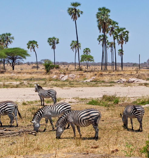zebra’s op de vlaktes in Ruaha National Park, Tanzania