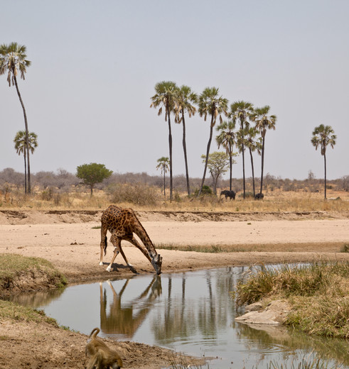 giraffes bij de waterdrinkplaats in Ruaha National Park giraffes bij de waterdrinkplaats in Ruaha National Park