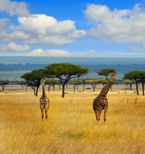 Giraffen in Masai Mara, Kenia