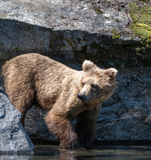 Grizzlybeer, Alaska, Verenigde Staten