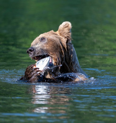 Grizzlybeer heeft zalm gevangen, Alaska, Amerika