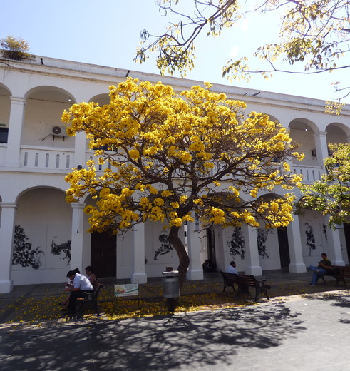 Herfstkleuren-Santa-Cruz-Bolivia_2_352938