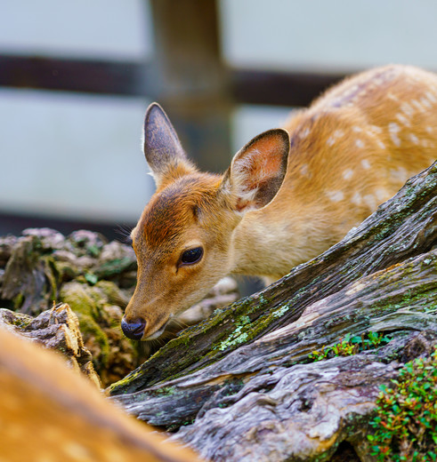 Hert_Nara_Honshu_Japan_544882(5)