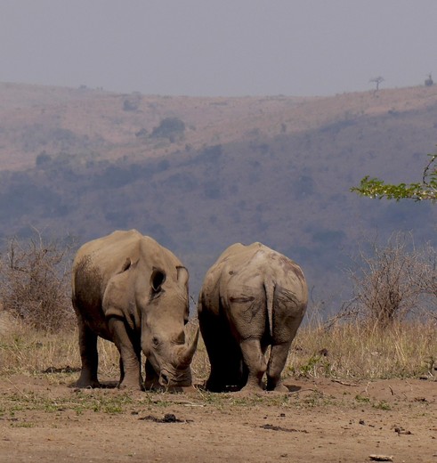 Neushoorns ergens in Afrika