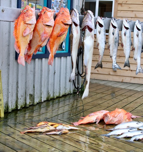 Eet de meest verse zalm en heilbot in Homer, Alaska