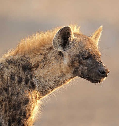 Wild spotten aan de oostkant van Etosh