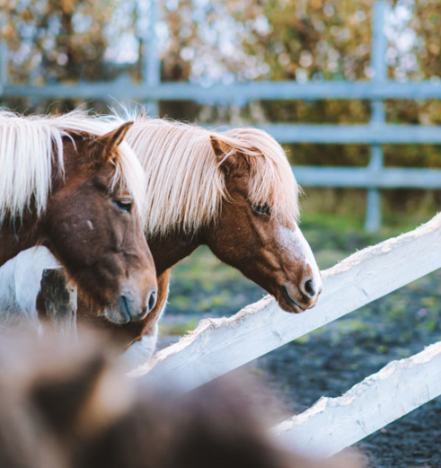 De paarden die in de tuin staan van het Vos Hotel in Hvolsvöllur, IJsland