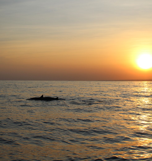 's Morgens vroeg op om dolfijnen te spotten bij Lovina voor de kust, Bali