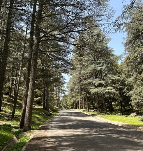 Mooie cederbossen bij Azrou