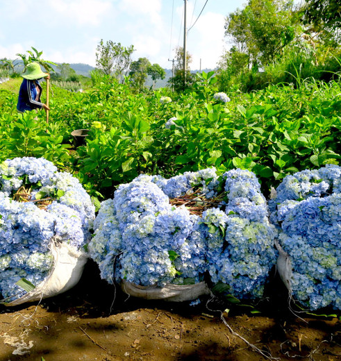 Indonesie-Bali-Munduk-Hortensia_1_407833