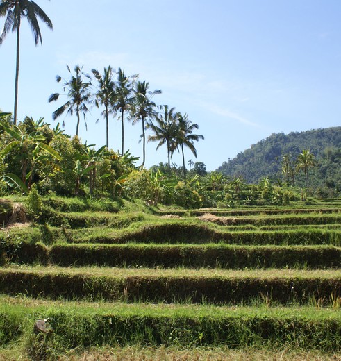 De rijstvelden in Munduk