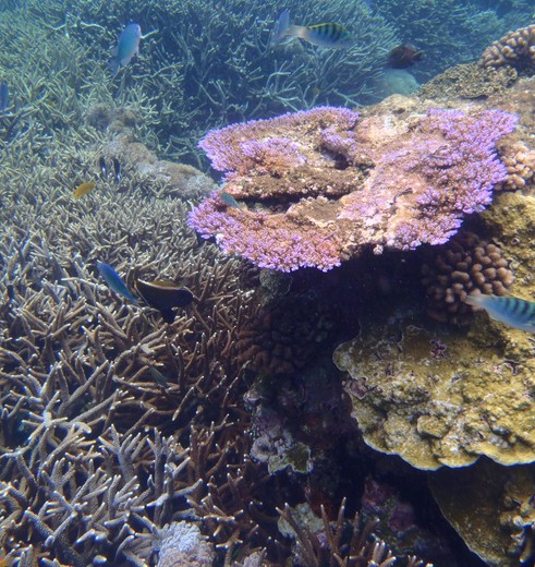 Indonesie-Bali-NusaLembongan-onderwater7