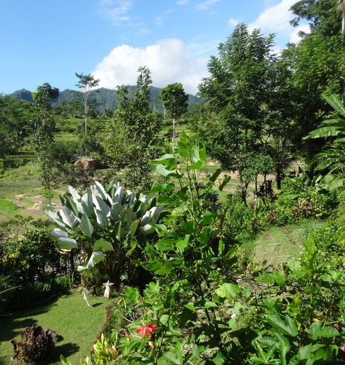 Indonesie-Bali-Sidemen-landschap