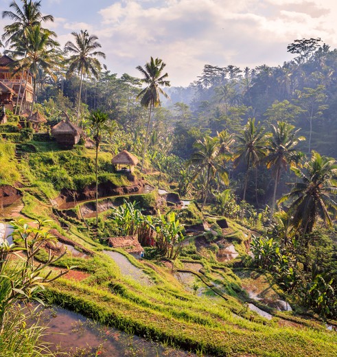 De groene rijstvelden van Ubud