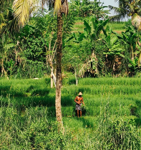 Indonesie-Bali-Ubud8