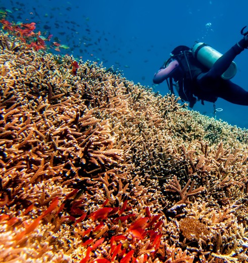 Indonesie-Bali-duiker3