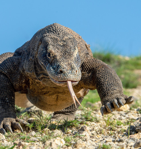 Komodovaraan op Flores