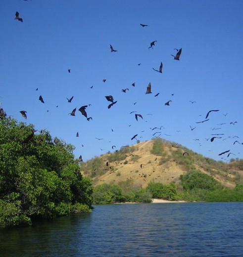 Indonesie-Flores-Riung-vogels