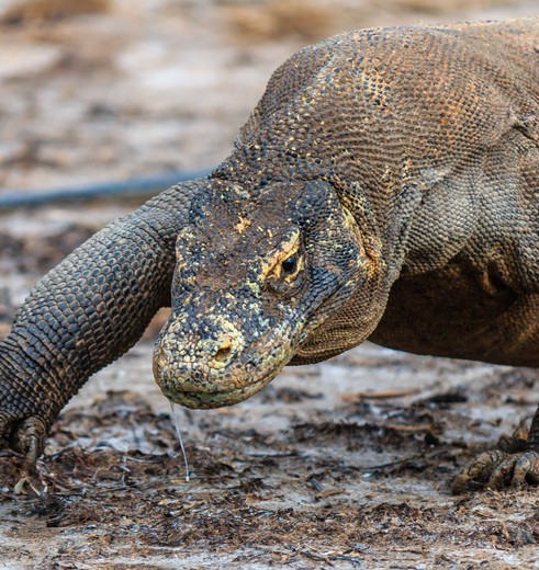 Indonesie-Flores-komodovaraan0015-shutterstock_235778590