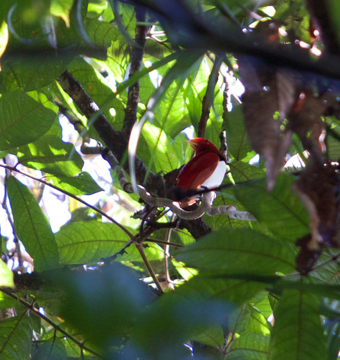 Paradijsvogel spotten in Nimbokrang, Irian Jaya