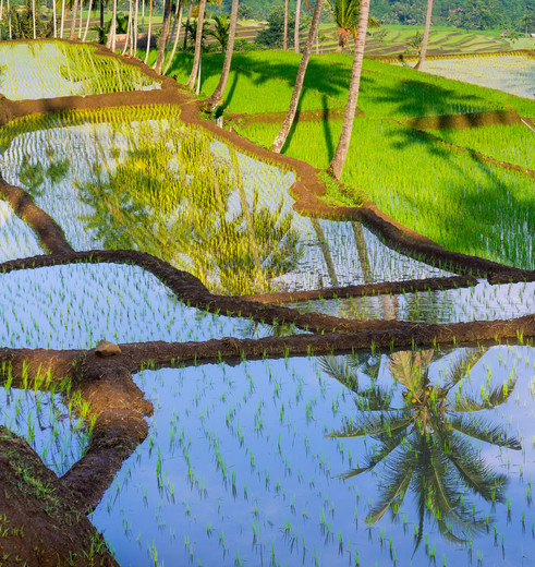 Indonesie-Java-Groene-Rijstvelden_1_436616