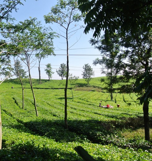 Indonesie-Java-Lembang-theezicht