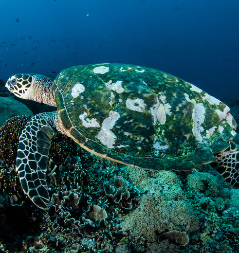 Indonesie-Lombok-Gili-schildpad-onderwater_1