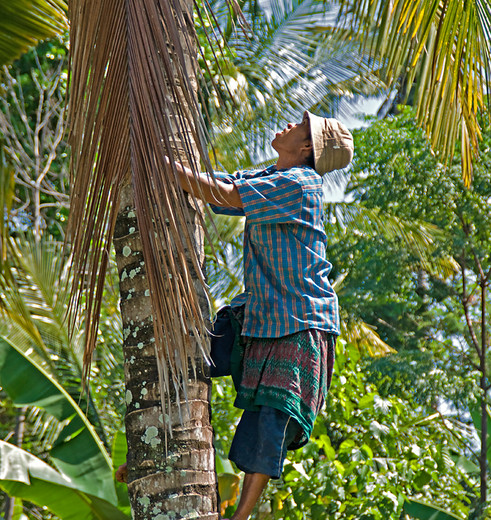 Indonesie-Lombok-Tetebatu-meneerinboom_1