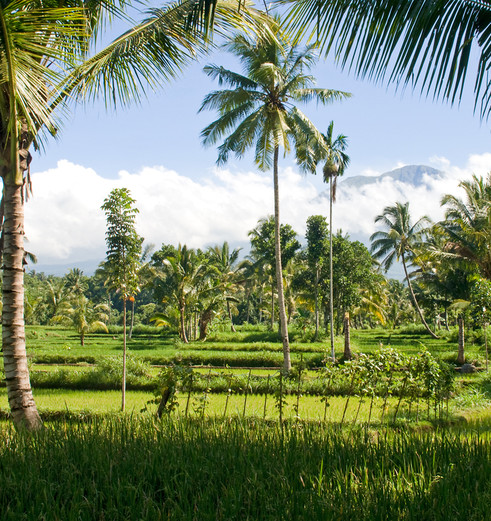 Indonesie-Lombok-Tetebatu-natuur3_1